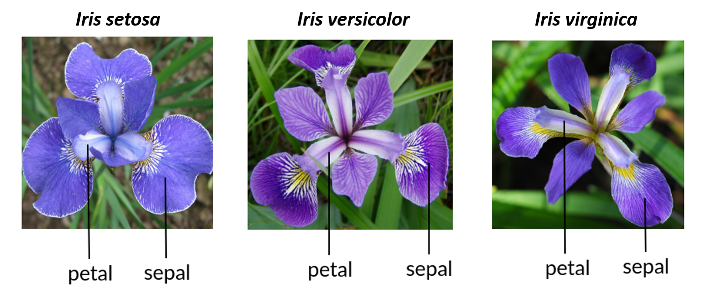 Image of 3 species of iris flowers with petal and sepal labeled on each. Species include Iris setosa, Iris versicolor, and Iris virginica